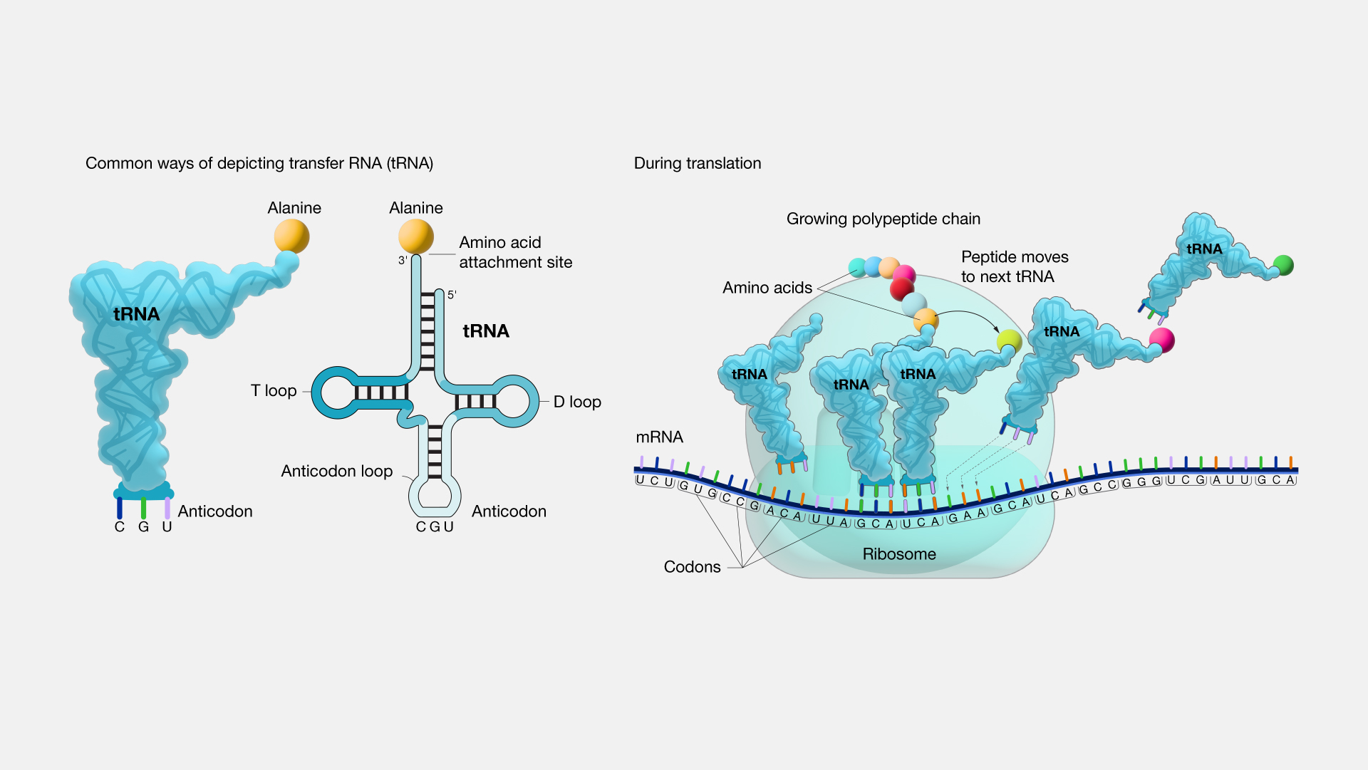 زنجیره نوکلئیک اسید tRNA درساختار سه‌بعدی در برخی قسمت‌ها رو هم قرار گیرد و تا می‌خورد و معولا سه اوپ مهم شکل می‌گیرد. اوپ‌های Tو D در شناسایی آنزیم‌ها نقش دارند و آنتی‌کدون لوپ حاوی توالی سه نوکلئوتیدی آنتی‌کدون است که نوع آمینواسید را مشخص می‌کند، آمینواسیدها نیز به انتهای3’   زنجیره متصل می‌شوند.